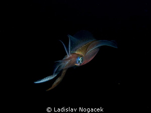 sqeed at night by Ladislav Nogacek 